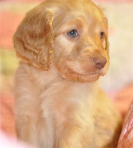 Australian Labradoodle puppies